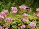 rozchodník pochybný - Sedum spurium
