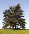 borovice vejmutovka - Pinus strobus