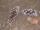 borovice vejmutovka - Pinus strobus