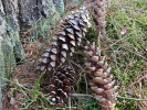 borovice vejmutovka - Pinus strobus