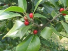 cesmína ostrolistá - Ilex aquifolium
