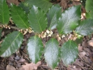 cesmína ostrolistá - Ilex aquifolium