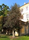 cesmína ostrolistá - Ilex aquifolium