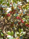 cesmína ostrolistá - Ilex aquifolium