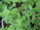 dobromysl obecná - Origanum vulgare