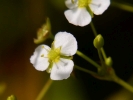 žabník jitrocelový - Alisma plantago-aquatica