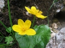 blatouch bahenn - Caltha palustris