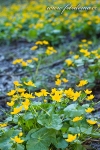 blatouch bahenn - Caltha palustris