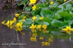 blatouch bahenn - Caltha palustris