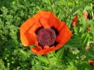 mák východní - Papaver orientale