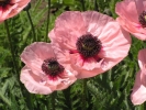 mák východní - Papaver orientale