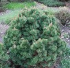 borovice pyrenejská Grüne Welle - Pinus uncinata Grüne Welle