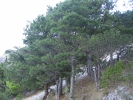 borovice černá - Pinus nigra