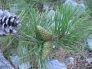 borovice černá - Pinus nigra
