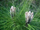 borovice černá - Pinus nigra
