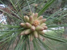 borovice černá - Pinus nigra