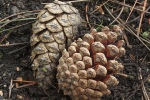borovice černá - Pinus nigra