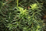 tis červený Fastigiata Aurea - Taxus baccata Fastigiata Aurea