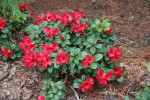 pěnišník Forrestův Bad Eilsen - Rhododendron forrestii Bad Eilsen