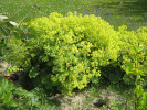 kontryhel mkk - Alchemilla mollis