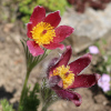 koniklec německý Pinwheel Dark Red - Pulsatilla vulgaris Pinwheel Dark Red