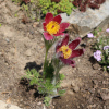 koniklec německý Pinwheel Dark Red - Pulsatilla vulgaris Pinwheel Dark Red