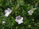 saturejka zahradn - Satureja hortensis