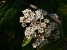 kalina pražská Pragense - Viburnum Pragense