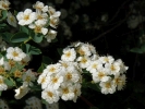 tavolník van Houtteův - Spiraea × vanhouttei