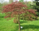 javor dlanitolistý Dissectum Garnet - Acer palmatum Dissectum Garnet
