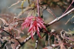javor dlanitolistý Dissectum Garnet - Acer palmatum Dissectum Garnet