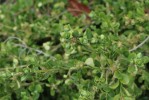 zimostráz Trompenburg - Buxus microphylla Trompenburg