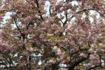 sakura ozdobná Kanzan - Prunus serrulata Kanzan
