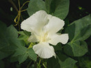 bavlník bylinný - Gossypium herbaceum