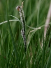 ostřice obecná - Carex nigra