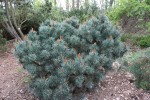 borovice lesní Hibernia - Pinus sylvestris Hibernia