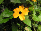 thunbergie křídlatá - Thunbergia alata