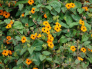 thunbergie křídlatá - Thunbergia alata