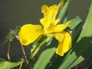 kosatec žlutý - Iris pseudacorus