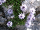 koulenka srdčitolistá - Globularia cordifolia