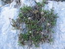 koulenka srdčitolistá - Globularia cordifolia