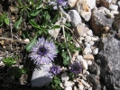 koulenka srdčitolistá - Globularia cordifolia