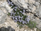 koulenka srdčitolistá - Globularia cordifolia