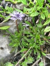 koulenka srdčitolistá - Globularia cordifolia