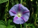 povijnice nachov - Ipomoea purpurea