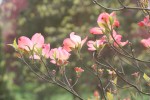 dřínovec květnatý - Cornus florida var. rubrum