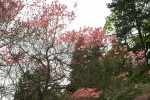 dřínovec květnatý - Cornus florida var. rubrum
