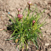 trávnička přímořská Morning Star Deep Pink - Armeria maritima Morning Star Deep Pink