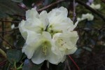 Pěnišník Adriaan Koster - Rhododendron Adriaan Koster