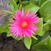 apténie srdčitolistá - Mesembryanthemum cordifolium